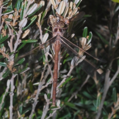 Telephlebia brevicauda (Southern Evening Darner) at Kosciuszko National Park, NSW - 28 Feb 2020 by Harrisi