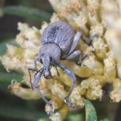 Perperus sp. (genus) (Weevil) at Kosciuszko National Park - 28 Feb 2020 by Harrisi