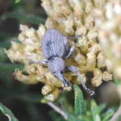 Perperus sp. (genus) at Kosciuszko National Park, NSW - 28 Feb 2020