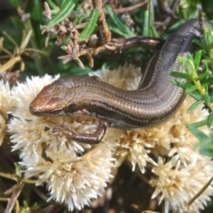 Pseudemoia entrecasteauxii (Woodland Tussock-skink) at Kosciuszko National Park, NSW - 28 Feb 2020 by Harrisi