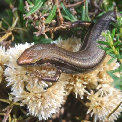 Pseudemoia entrecasteauxii (Woodland Tussock-skink) at Kosciuszko National Park, NSW - 28 Feb 2020 by Harrisi