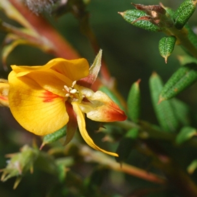 Oxylobium ellipticum (Common Shaggy Pea) at Kosciuszko National Park, NSW - 28 Feb 2020 by Harrisi