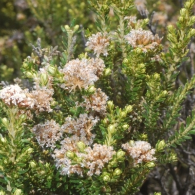 Ozothamnus alpinus (Alpine Everlasting) at Kosciuszko National Park, NSW - 29 Feb 2020 by Harrisi