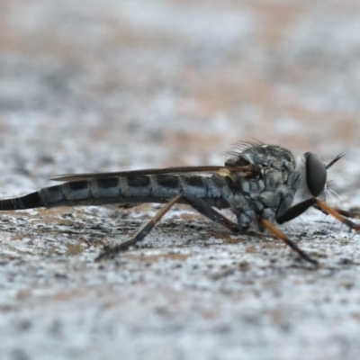 Cerdistus sp. (genus) (Slender Robber Fly) at Ainslie, ACT - 3 Mar 2020 by jb2602
