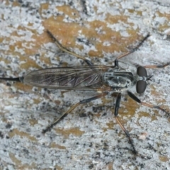 Cerdistus sp. (genus) at Ainslie, ACT - 3 Mar 2020