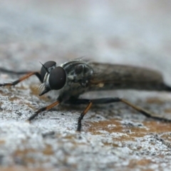 Cerdistus sp. (genus) at Ainslie, ACT - 3 Mar 2020