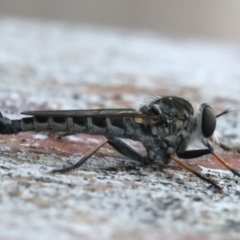 Cerdistus sp. (genus) (Yellow Slender Robber Fly) at Ainslie, ACT - 3 Mar 2020 by jbromilow50