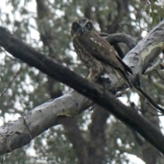 Ninox boobook (Southern Boobook) at Wandiyali-Environa Conservation Area - 5 Mar 2020 by Wandiyali