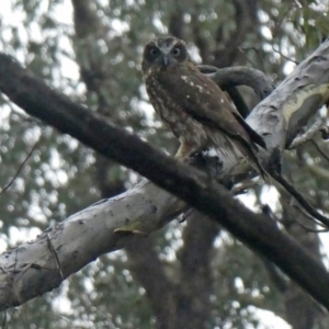 Ninox boobook at Googong, NSW - 5 Mar 2020