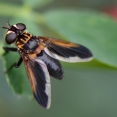 Trichopoda giacomellii (Feather Leg Fly) at Higgins, ACT - 29 Feb 2020 by MattM