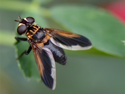 Trichopoda giacomellii (Feather Leg Fly) at Higgins, ACT - 29 Feb 2020 by MattM