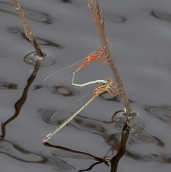Xanthagrion erythroneurum (Red & Blue Damsel) at Googong, NSW - 2 Mar 2020 by WHall