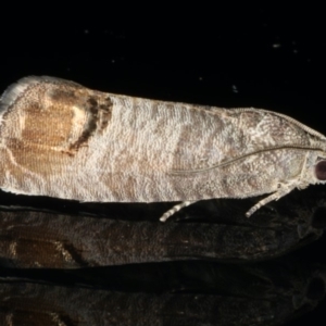 Cydia pomonella at Ainslie, ACT - 2 Mar 2020