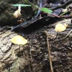 Marasmius sp. (Horse hair fungus) at Wattamolla, NSW - 4 Mar 2020 by WattaWanderer