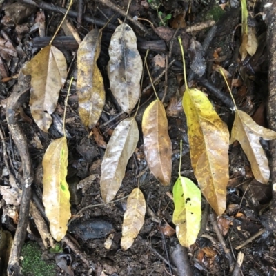 Brachychiton acerifolius (Illawarra Flame Tree) at Wattamolla, NSW - 3 Mar 2020 by WattaWanderer