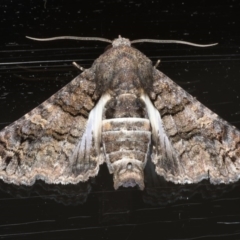 Pataeta carbo (Dark Euteliid) at Ainslie, ACT - 2 Mar 2020 by jb2602