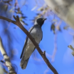 Coracina novaehollandiae (Black-faced Cuckooshrike) at Higgins, ACT - 2 Oct 2019 by AlisonMilton