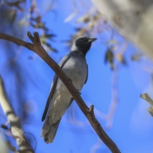 Coracina novaehollandiae at Higgins, ACT - 2 Oct 2019