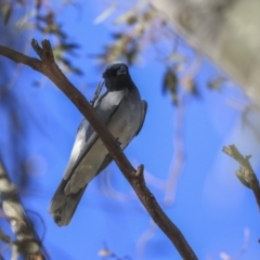 Coracina novaehollandiae at Higgins, ACT - 2 Oct 2019 07:41 AM