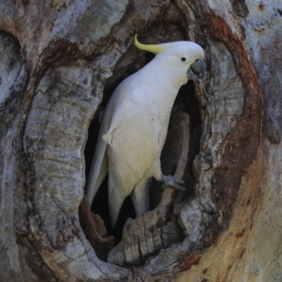 Cacatua galerita (Sulphur-crested Cockatoo) at Higgins, ACT - 2 Oct 2019 by AlisonMilton