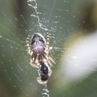 Plebs eburnus (Eastern bush orb-weaver) at Higgins, ACT - 2 Oct 2019 by AlisonMilton