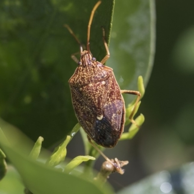 Poecilometis strigatus (Gum Tree Shield Bug) at Higgins, ACT - 2 Oct 2019 by AlisonMilton