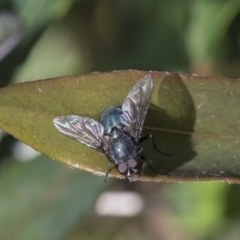 Calliphoridae (family) (Unidentified blowfly) at Higgins, ACT - 2 Oct 2019 by AlisonMilton