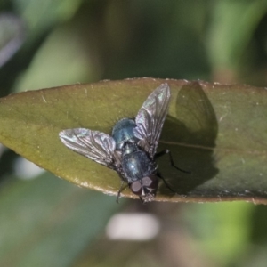 Calliphoridae (family) at Higgins, ACT - 2 Oct 2019