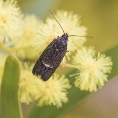 Leistomorpha brontoscopa (A concealer moth) at Higgins, ACT - 2 Oct 2019 by AlisonMilton