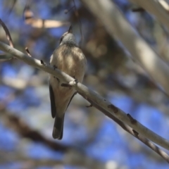 Pachycephala rufiventris (Rufous Whistler) at Higgins, ACT - 1 Oct 2019 by Alison Milton