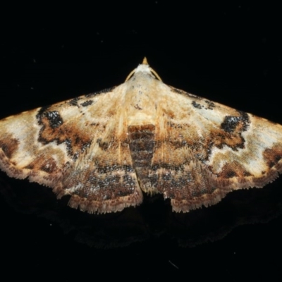 Corgatha molybdophaes (Encrusted Hookwing) at Ainslie, ACT - 2 Mar 2020 by jb2602