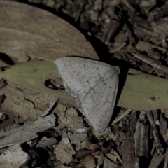Taxeotis (genus) (Unidentified Taxeotis geometer moths) at Bruce Ridge to Gossan Hill - 30 Sep 2019 by AlisonMilton