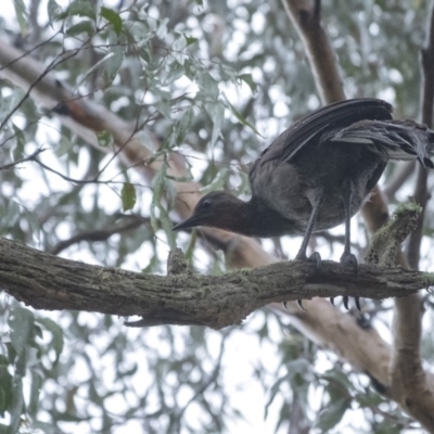 Menura novaehollandiae (Superb Lyrebird) at Penrose - 3 Mar 2020 by Aussiegall