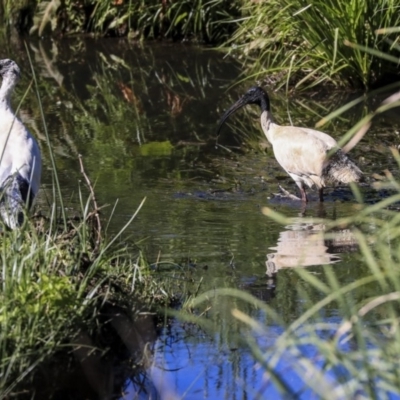 Threskiornis molucca (Australian White Ibis) at McKellar, ACT - 27 Oct 2019 by Alison Milton