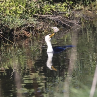 Microcarbo melanoleucos (Little Pied Cormorant) at Giralang Wetlands - 27 Oct 2019 by AlisonMilton