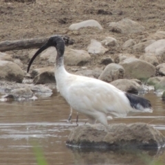 Threskiornis molucca (Australian White Ibis) at Greenway, ACT - 29 Dec 2019 by michaelb