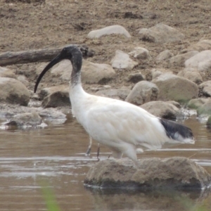 Threskiornis molucca at Greenway, ACT - 29 Dec 2019