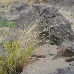 Lachnagrostis filiformis at Greenway, ACT - 29 Dec 2019