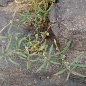 Alternanthera denticulata at Greenway, ACT - 29 Dec 2019 05:48 PM