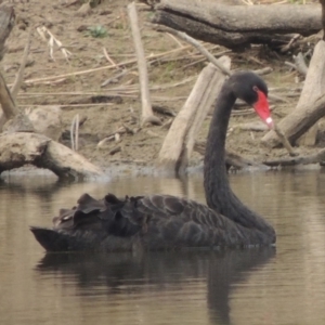 Cygnus atratus at Greenway, ACT - 29 Dec 2019