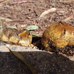 Scleroderma sp. at Lyneham, ACT - 6 Mar 2020