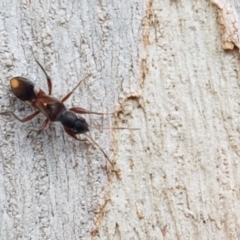 Daerlac cephalotes (Ant Mimicking Seedbug) at Lyneham, ACT - 5 Mar 2020 by tpreston