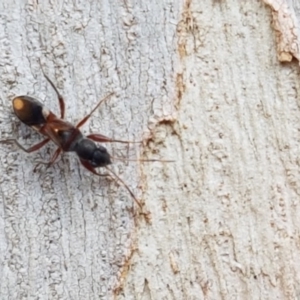 Daerlac cephalotes at Lyneham, ACT - 6 Mar 2020 10:35 AM