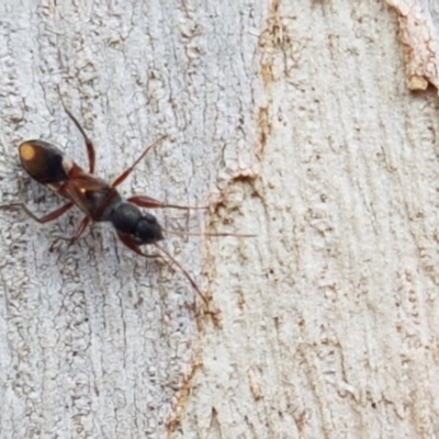 Daerlac cephalotes (Ant Mimicking Seedbug) at Sullivans Creek, Lyneham South - 6 Mar 2020 by trevorpreston
