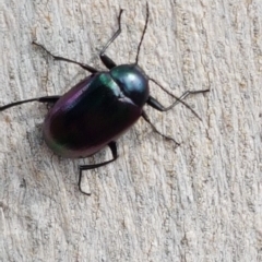 Chalcopteroides columbinus (Rainbow darkling beetle) at Sullivans Creek, Lyneham South - 6 Mar 2020 by trevorpreston