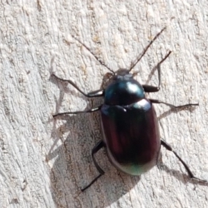 Chalcopteroides columbinus at Lyneham, ACT - 6 Mar 2020