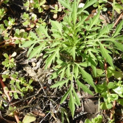 Bidens subalternans (Greater Beggars Ticks) at Tuggeranong DC, ACT - 6 Mar 2020 by Mike