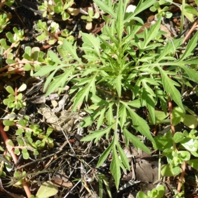 Bidens subalternans (Greater Beggars Ticks) at Tuggeranong DC, ACT - 5 Mar 2020 by Mike