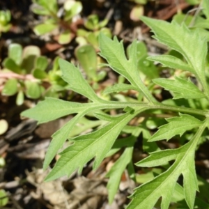 Bidens subalternans at Tuggeranong DC, ACT - 6 Mar 2020