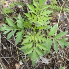 Bidens subalternans at Tuggeranong DC, ACT - 6 Mar 2020